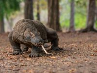 BKSDA NTT Sudah Lama Mendapat Laporan Tentang Komodo di Kampung Warloka Pesisir