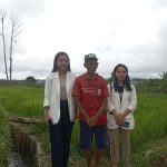 Harga Pupuk Naik Petani Ruteng Terdampak Hasil Panen Menurun Harga Pupuk Naik Petani Ruteng Terdampak Hasil Panen Menurun