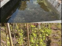 BUMDes Timbu Gerak di Cibal Manggarai Budidaya Ikan Lele dan Buncis