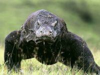 Mengejutkan; Kata Ahli Komodo Terancam Punah