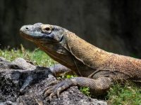 Beberapa Ekor Komodo Terlihat Menebar Teror di Sekitar SDI Warloka, Warga Ketakutan!