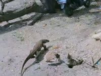 BKSDA NTT Sudah Lama Mendapat Laporan Tentang Komodo di Kampung Warloka Pesisir