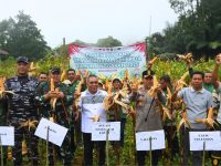 Bupati Edi Endi & Warga Panen Jagung Hibrida Hasilkan 6,4 Ton per Ha