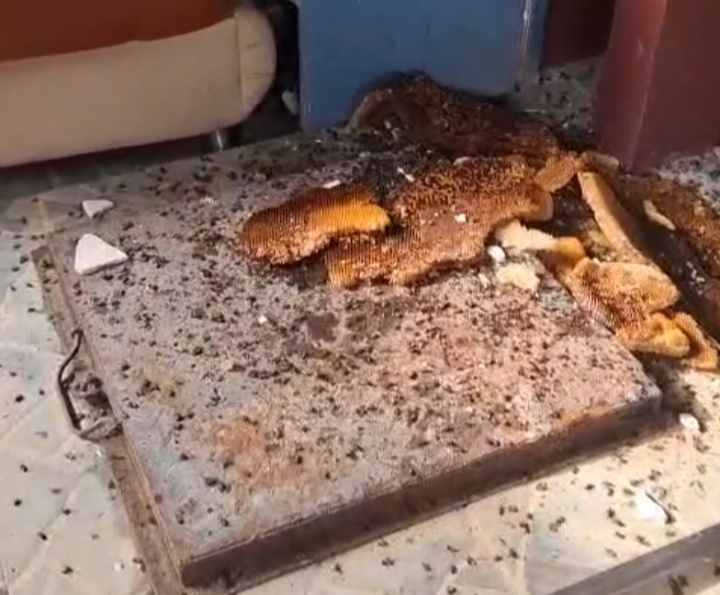 Aksi Satpol PP Mabar Netralkan Sarang Lebah Berbahaya hingga Tertibkan Iklan Liar di 9 Titik