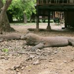 Sisi Lain Breeding Loan: Ata Modo Sebut Sakral, Pemerintah Sebut Strategi Konservasi