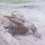 Buronan Kasus Perdagangan Komodo Menyerah, Polisi Amankan 2 Tersangka