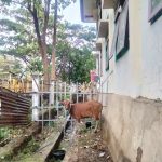 Satpol PP Amankan Sapi Liar di Gorontalo, Tak Diambil 5 Hari Lagi Bakal Dijual Satpol PP Amankan Sapi Liar di Gorontalo, Tak Diambil 5 Hari Lagi Bakal Dijual