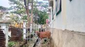 Satpol PP Amankan Sapi Liar di Gorontalo, Tak Diambil 5 Hari Lagi Bakal Dijual