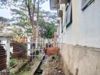 Satpol PP Amankan Sapi Liar di Gorontalo, Tak Diambil 5 Hari Lagi Bakal Dijual