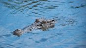 Buaya Muara Muncul di Perairan Rinca, PMBB Desak TNK & BKSDA Segera Lakukan Mitigasi