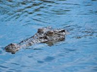 Buaya Muara Muncul di Perairan Rinca, PMBB Desak TNK & BKSDA Segera Lakukan Mitigasi