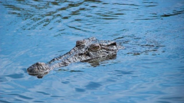 Buaya Muara Muncul di Perairan Rinca, PMBB Desak TNK & BKSDA Segera Lakukan Mitigasi
